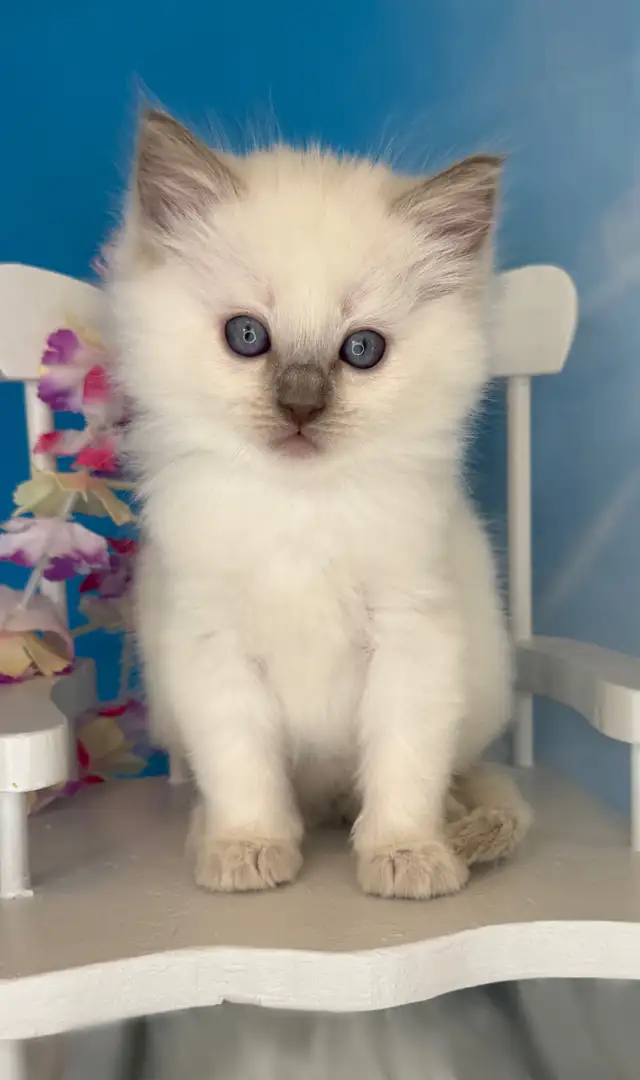 TICA Registered Ragdoll Kittens - Photo 9