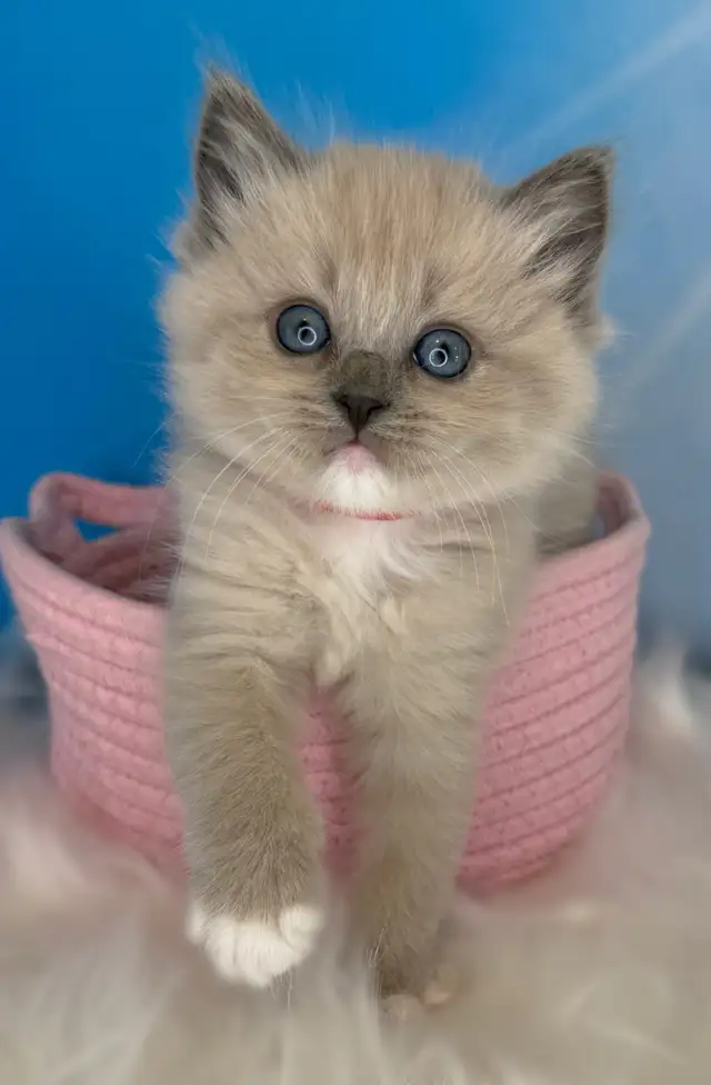 TICA Registered Ragdoll Kittens - Photo 4