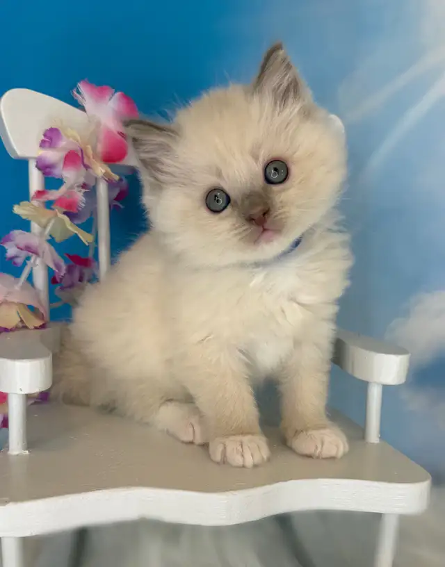 TICA Registered Ragdoll Kittens - Photo 6