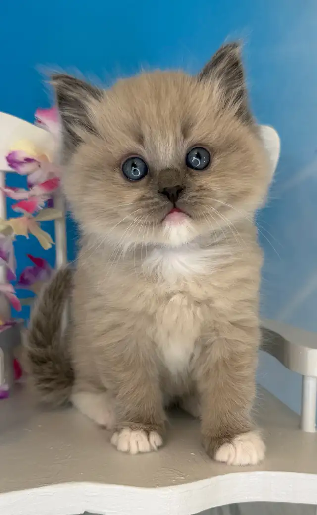 TICA Registered Ragdoll Kittens - Photo 7