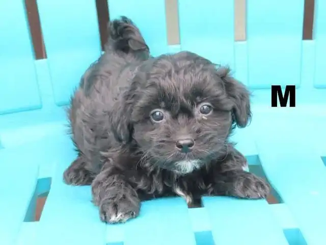 Shipoo puppies  for sale