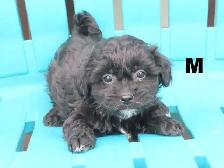 Shipoo puppies  for sale
