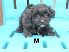 Shipoo puppies  for sale - Photo 2