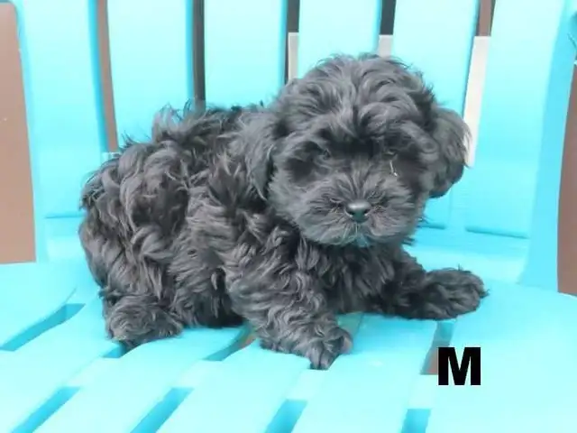 Shipoo puppies  for sale - Photo 3