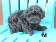 Shipoo puppies  for sale - Photo 3