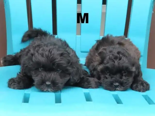 Shipoo puppies  for sale - Photo 4