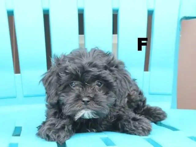 Shipoo puppies  for sale - Photo 5