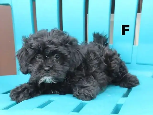 Shipoo puppies  for sale - Photo 6