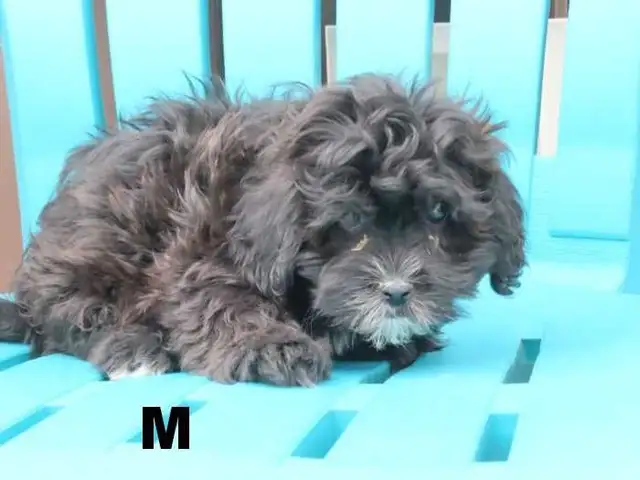 Shipoo puppies  for sale - Photo 8