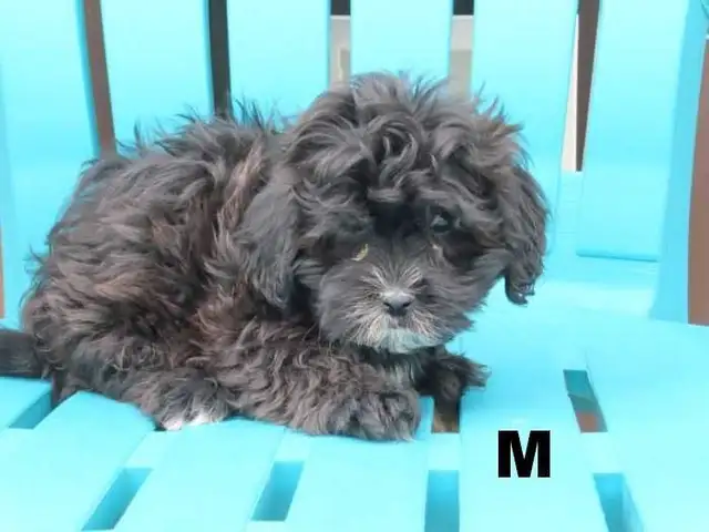 Shipoo puppies  for sale - Photo 9