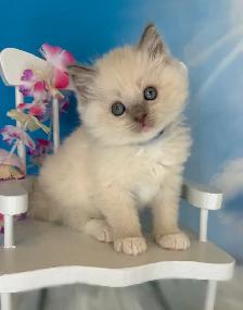 TICA Registered Ragdoll Kittens - Photo 6