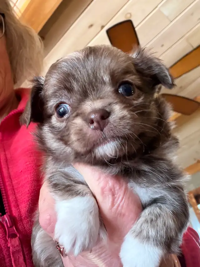 chihuahua - long haired