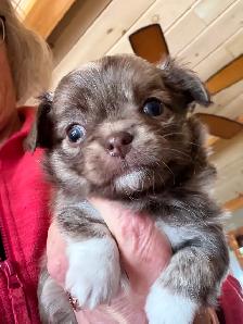 chihuahua - long haired