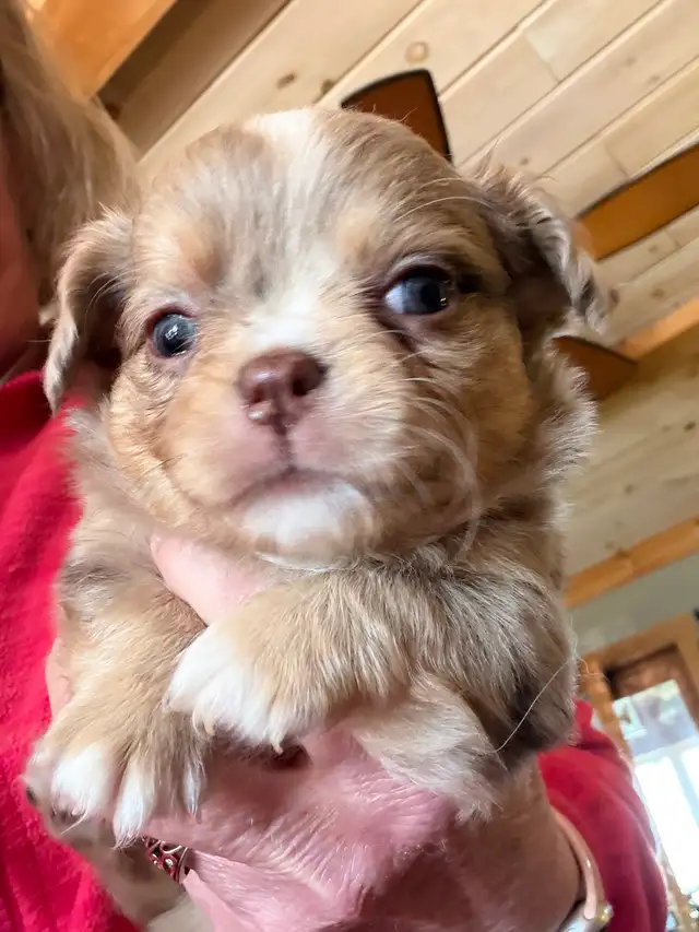 chihuahua - long haired - Photo 2