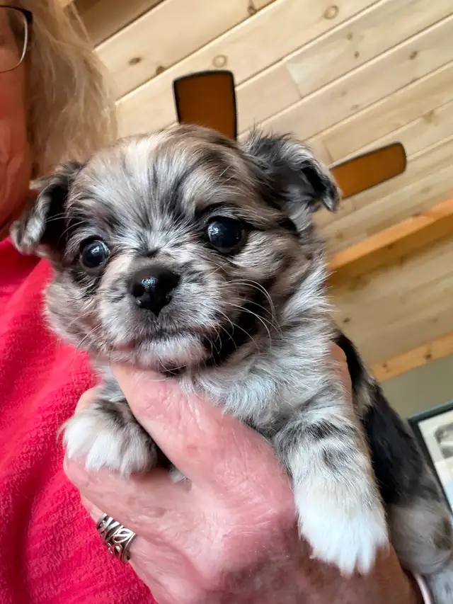 chihuahua - long haired - Photo 3