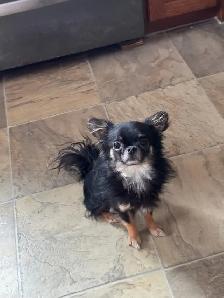 chihuahua - long haired - Photo 5