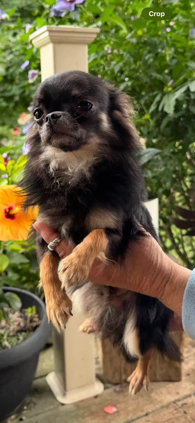 chihuahua - long haired - Photo 6