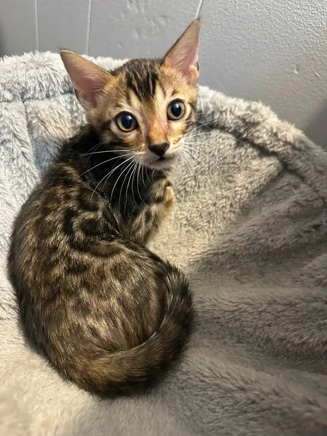 Bb bengal mâle - Photo 3