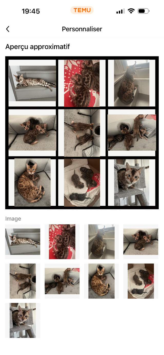 Bb bengal mâle - Photo 9