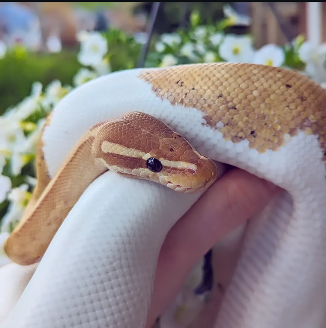 Banana Pied Ball Python