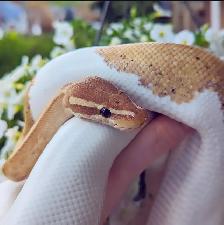 Banana Pied Ball Python