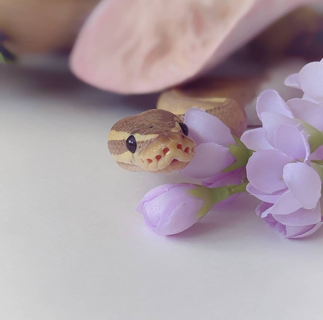 Banana Pied Ball Python - Photo 2