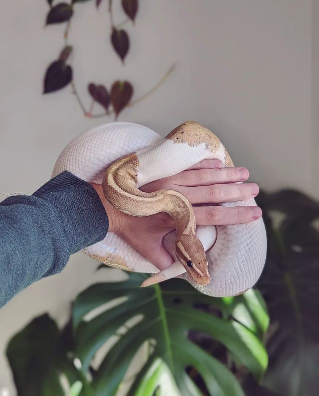 Banana Pied Ball Python - Photo 4