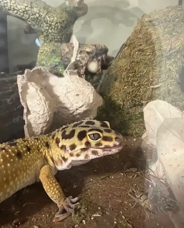 Leopard gecko and all accessories