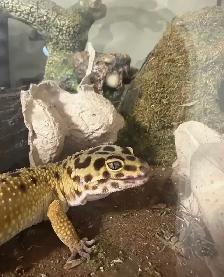 Leopard gecko and all accessories