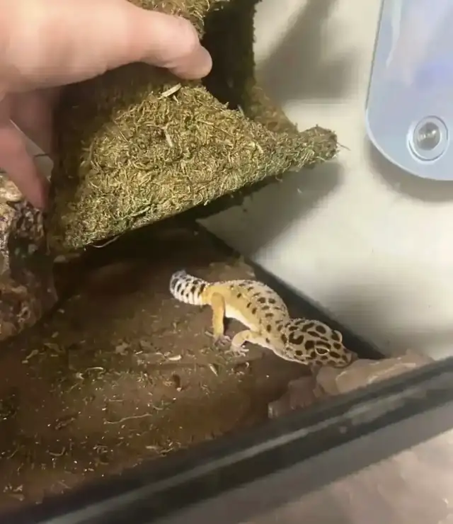 Leopard gecko and all accessories - Photo 2