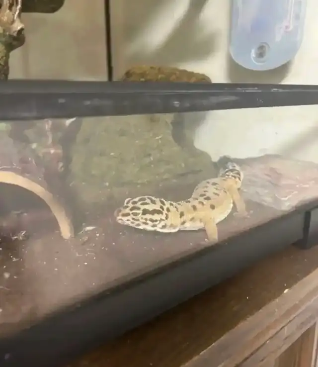 Leopard gecko and all accessories - Photo 3