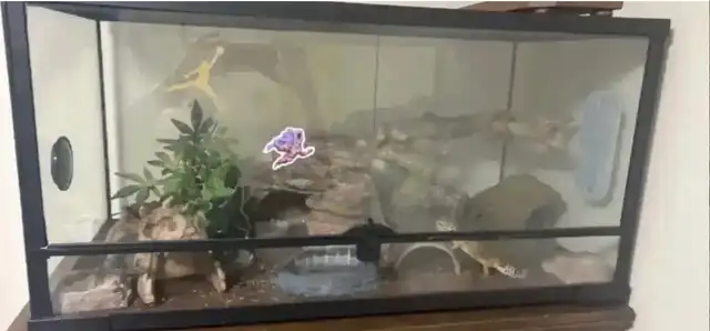 Leopard gecko and all accessories - Photo 4