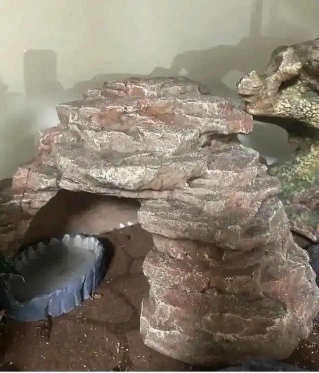 Leopard gecko and all accessories - Photo 5