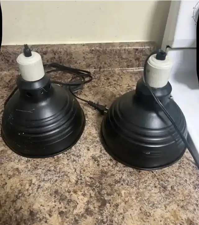 Leopard gecko and all accessories - Photo 6