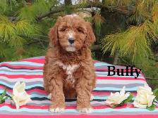 F1B Mini Golden doodle puppies.