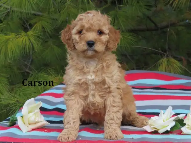F1B Mini Golden doodle puppies. - Photo 2