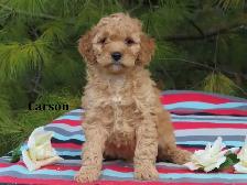 F1B Mini Golden doodle puppies. - Photo 2