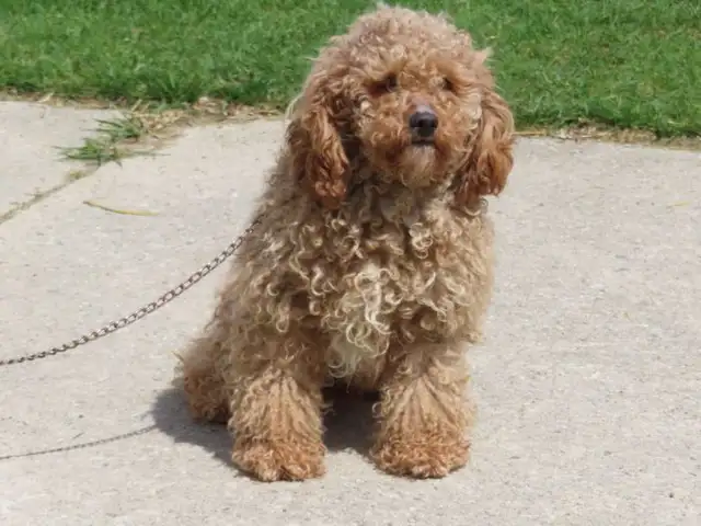 F1B Mini Golden doodle puppies. - Photo 3