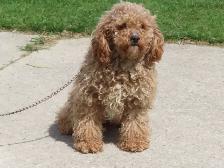 F1B Mini Golden doodle puppies. - Photo 3