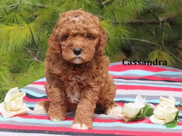 F1B Mini Golden doodle puppies. - Photo 4