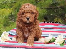 F1B Mini Golden doodle puppies. - Photo 4