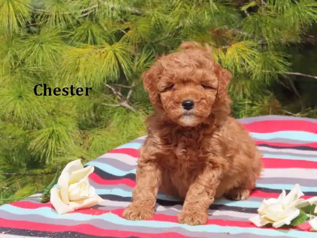 F1B Mini Golden doodle puppies. - Photo 5