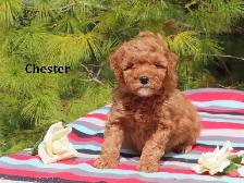 F1B Mini Golden doodle puppies. - Photo 5