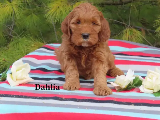 F1B Mini Golden doodle puppies. - Photo 6