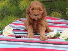 F1B Mini Golden doodle puppies. - Photo 6