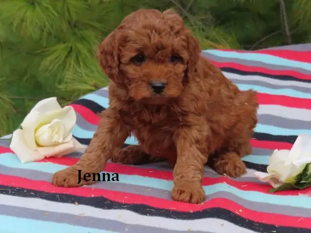 F1B Mini Golden doodle puppies. - Photo 7