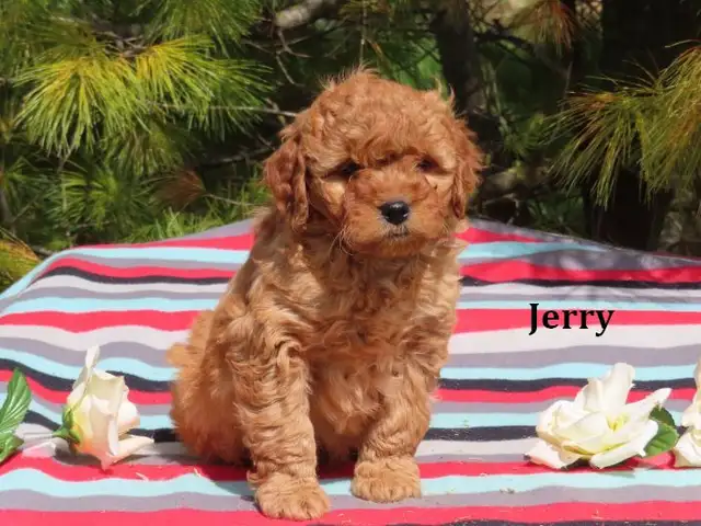 F1B Mini Golden doodle puppies. - Photo 8