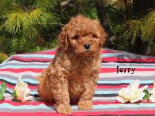 F1B Mini Golden doodle puppies. - Photo 8