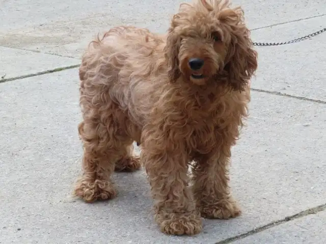 F1B Mini Golden doodle puppies. - Photo 9