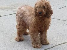 F1B Mini Golden doodle puppies. - Photo 9